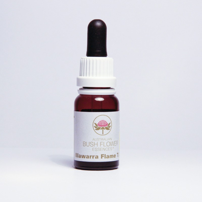 Illawarra Flame Tree