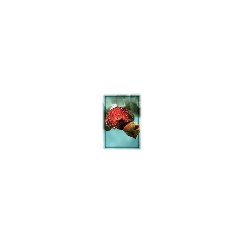 Macrocarpa - immagine 2