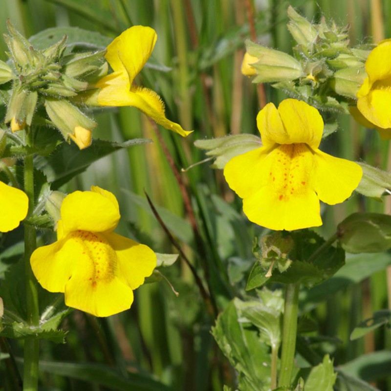 Fiori di Bach 20 Mimulus - immagine 2