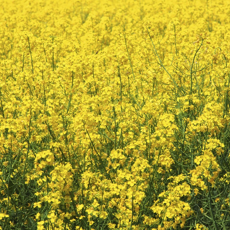 Fiori di Bach 21 Mustard - immagine 2