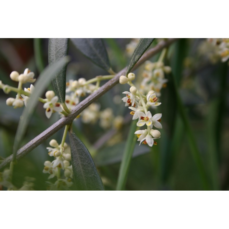 Fiori di Bach 23 Olive - immagine 2