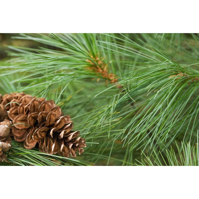 Fiori di Bach 24 Pine - immagine 2