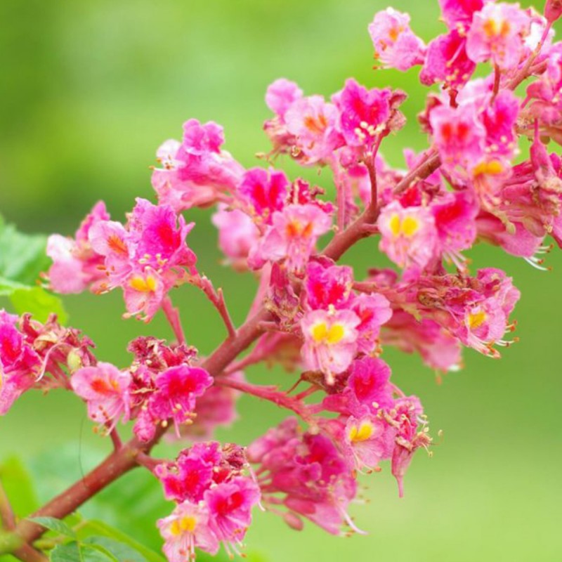 Fiori di Bach 25 Red Chestnut - immagine 2