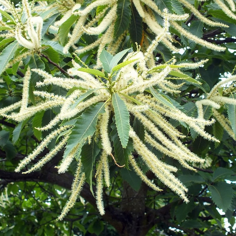 Fiori di Bach 30 Sweet Chestnut - immagine 2