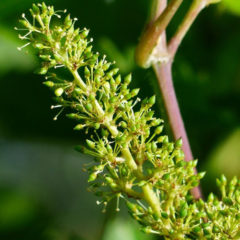 Fiori di Bach 32 Vine - immagine 2