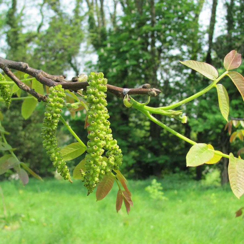 Fiori di Bach 33 Walnut - immagine 2
