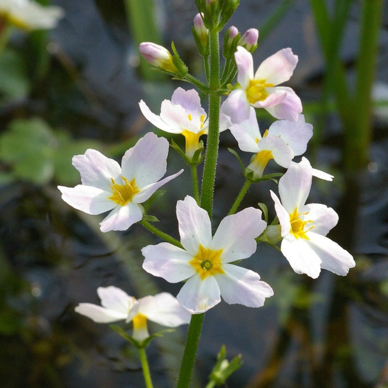 Fiori di Bach 34 Water Violet - immagine 2
