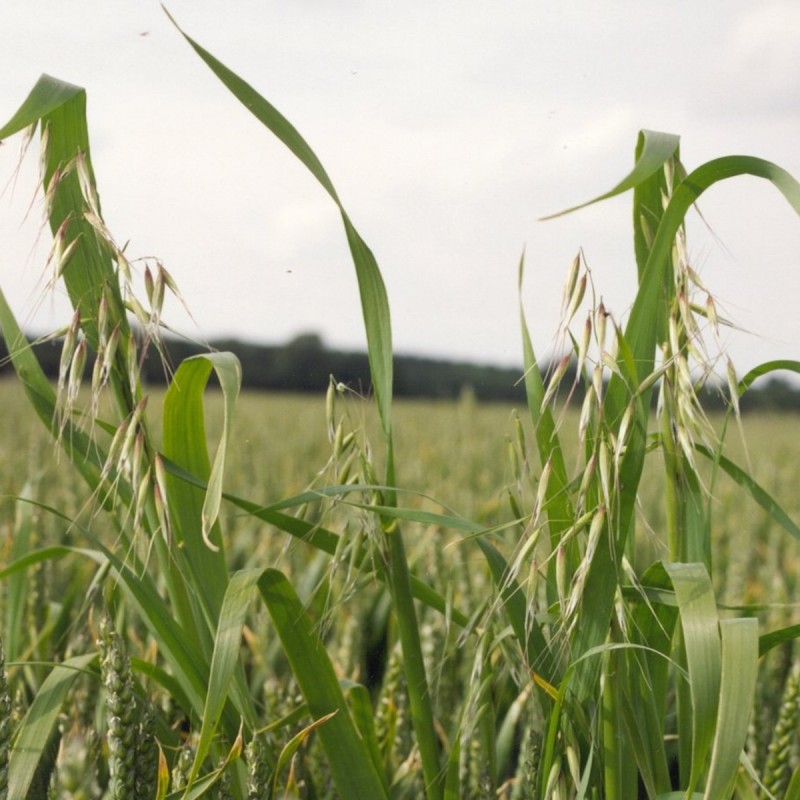 Fiori di Bach 36 Wild Oat - immagine 2