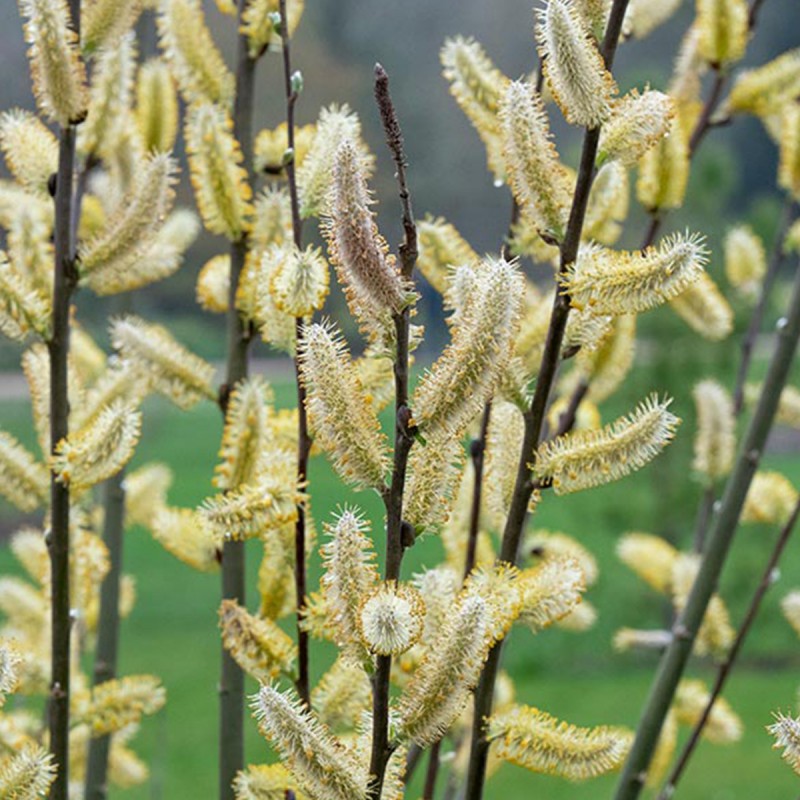 Fiori di Bach 38 Willow - immagine 2