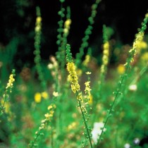 Fiori di Bach 1 Agrimony - immagine 2