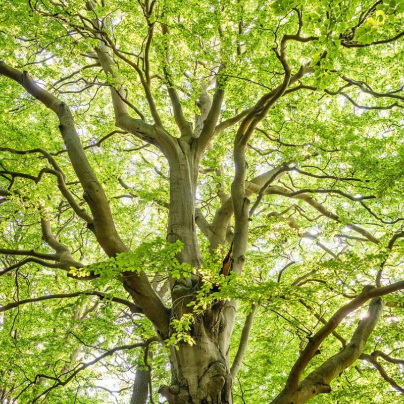 Fiori di Bach 3 Beech - immagine 2