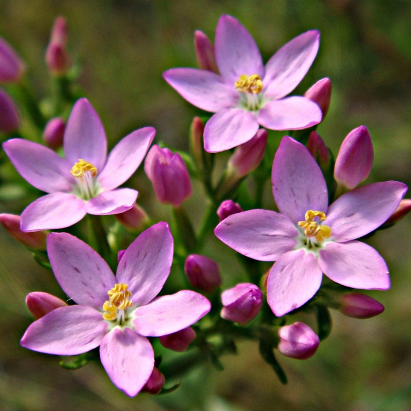 Fiori di Bach 4 Centaury - immagine 2