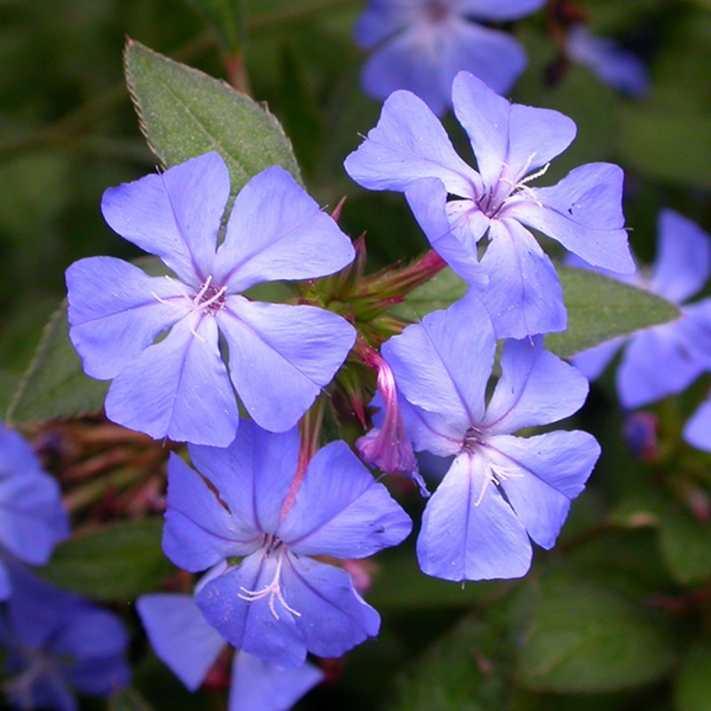 Fiori di Bach 5 Cerato - immagine 2