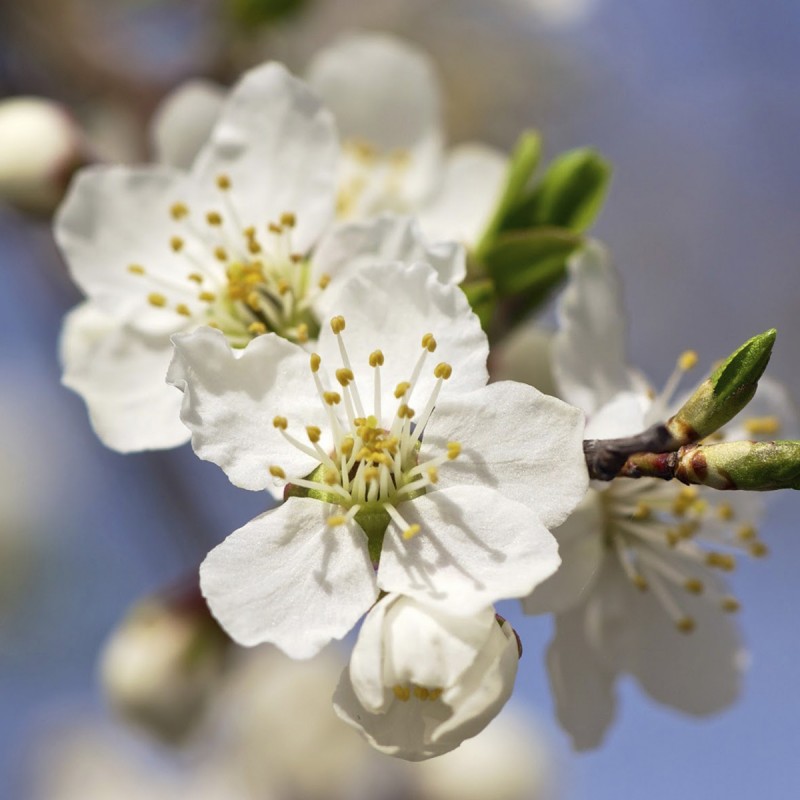 Fiori di Bach 6 Cherry Plum - immagine 2