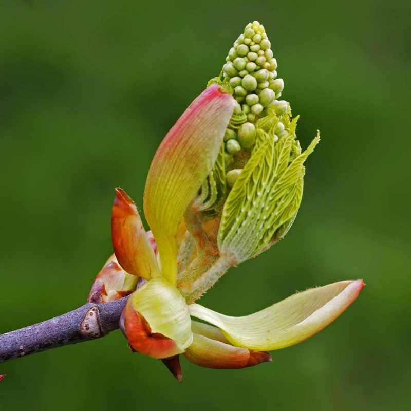 Fiori di Bach 7 Chestnut Bud - immagine 2