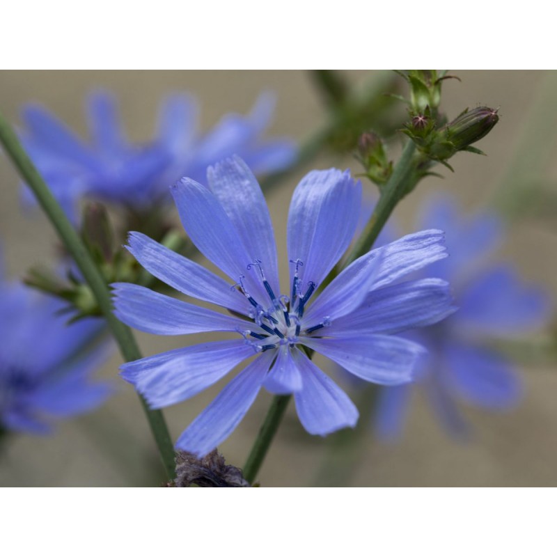 Fiori di Bach 8 Chicory - immagine 2
