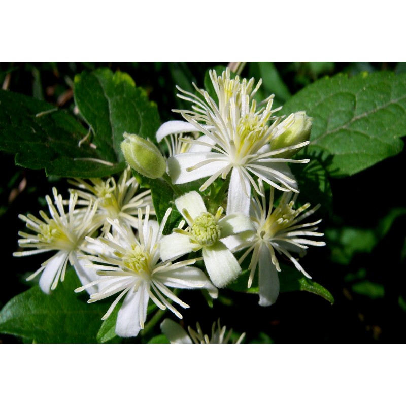 Fiori di Bach 9 Clematis - immagine 2