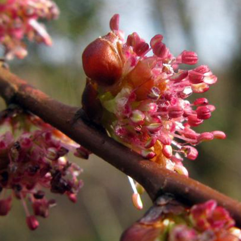 Fiori di Bach 11 Elm - immagine 2