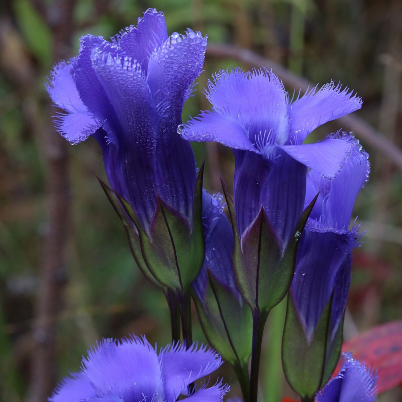 Fiori di Bach 12 Gentian - immagine 2
