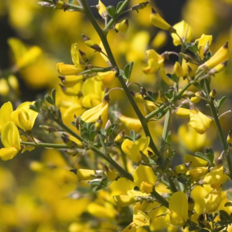 Fiori di Bach 13 Gorse / Ginster - immagine 2
