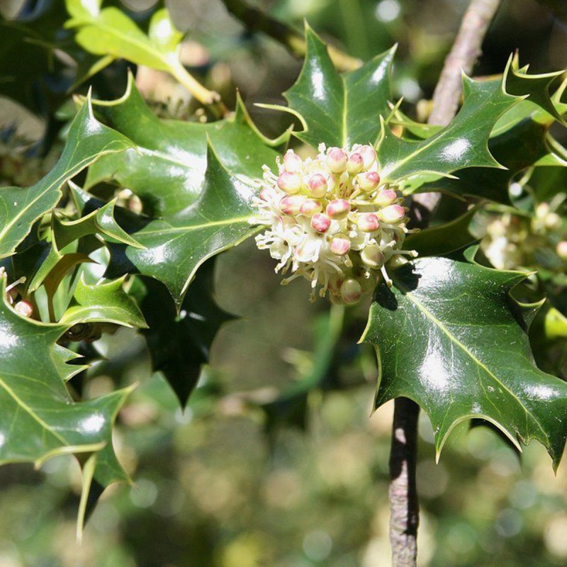 Fiori di Bach 15 Holly - immagine 2