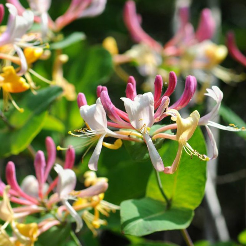 Fiori di Bach 16 Honeysuckle - immagine 2